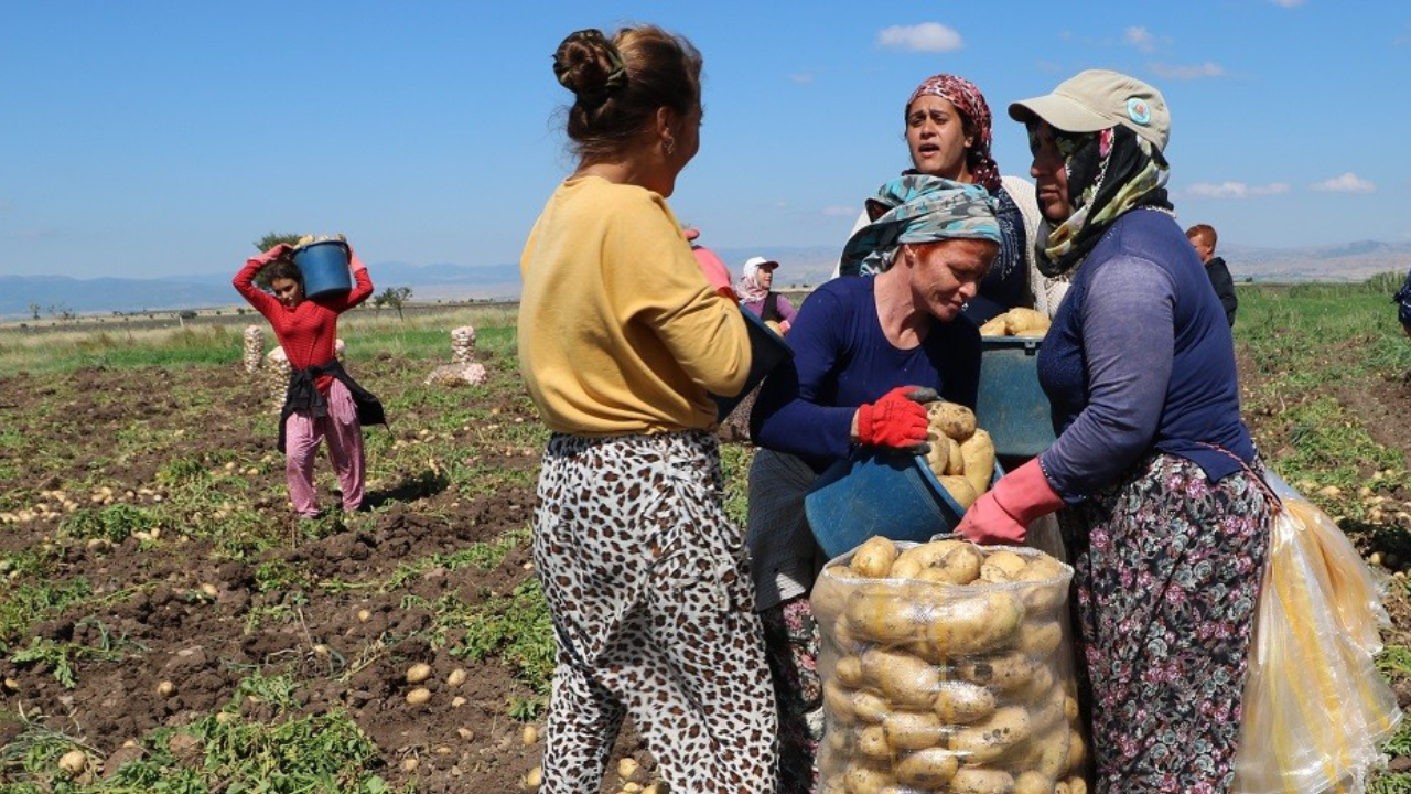Kilo fiyatı 7 liraya kadar çıkan patates ile çiftçi bayram edecek