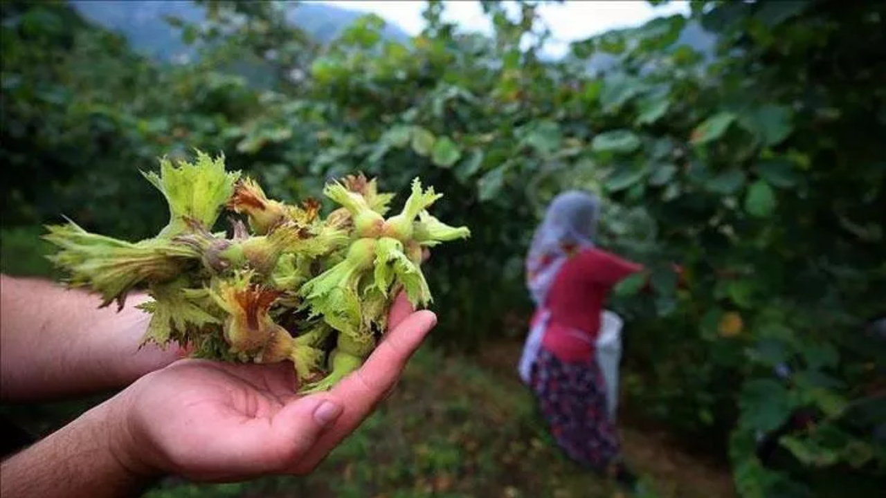 Fındık toplama işçilerinin merakla beklediği yevmiye ücreti açıklandı