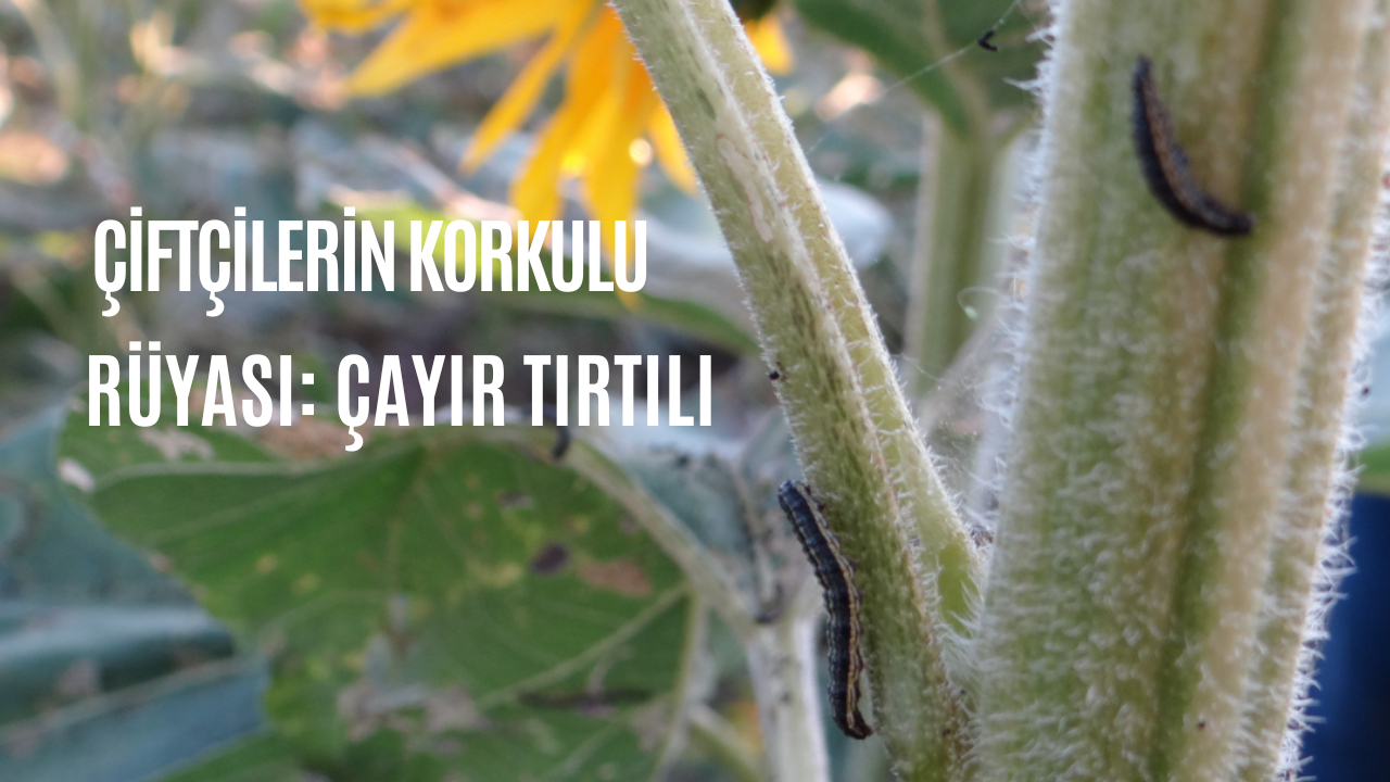 Ayçiçeği tarlalarına zarar veren çayır tırtılı çiftçilerin korkulu rüyası oldu