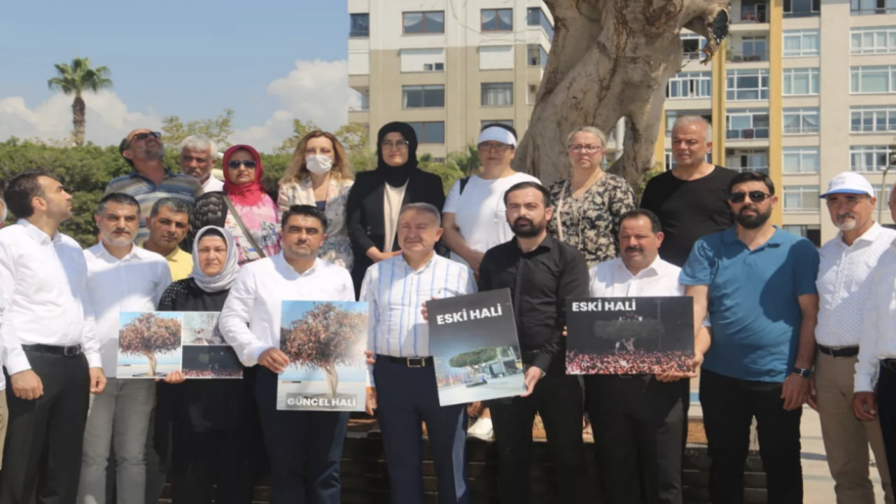 Mersin'de CHP çalışanı tarafından asırlık ağaç kurutulmuştu: AK Parti'den tepki geldi