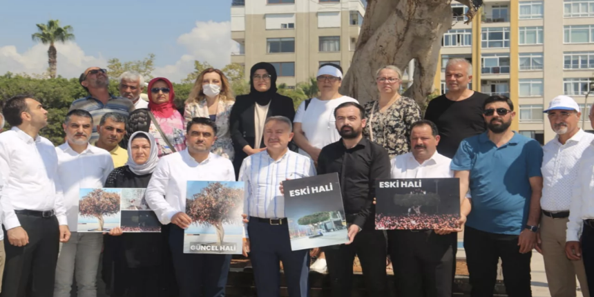 Mersin'de CHP çalışanı tarafından asırlık ağaç kurutulmuştu: AK Parti'den tepki geldi