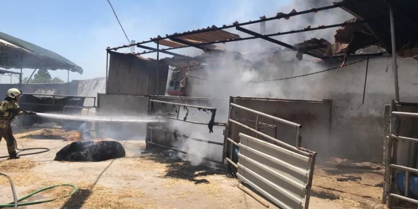 Seferihisar'daki orman yangınına müdahale sürüyor: Bazı evler ve araçlar kül oldu