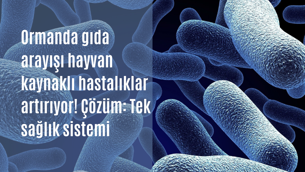 Ormanda gıda arayışı hayvan kaynaklı hastalıklar artırıyor! Çözüm: Tek sağlık sistemi