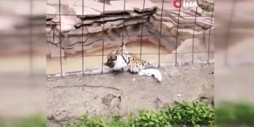 Meksika’da 14 yaşındaki çocuğa jaguar saldırdı