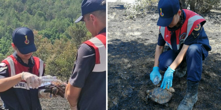 Yangından kaçamayan kaplumbağalar böyle kurtarıldı