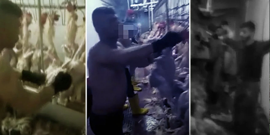 İnsan sağlığı ile böyle oynuyorlar! Mezbahadaki görüntüler 'pes' dedirtti!