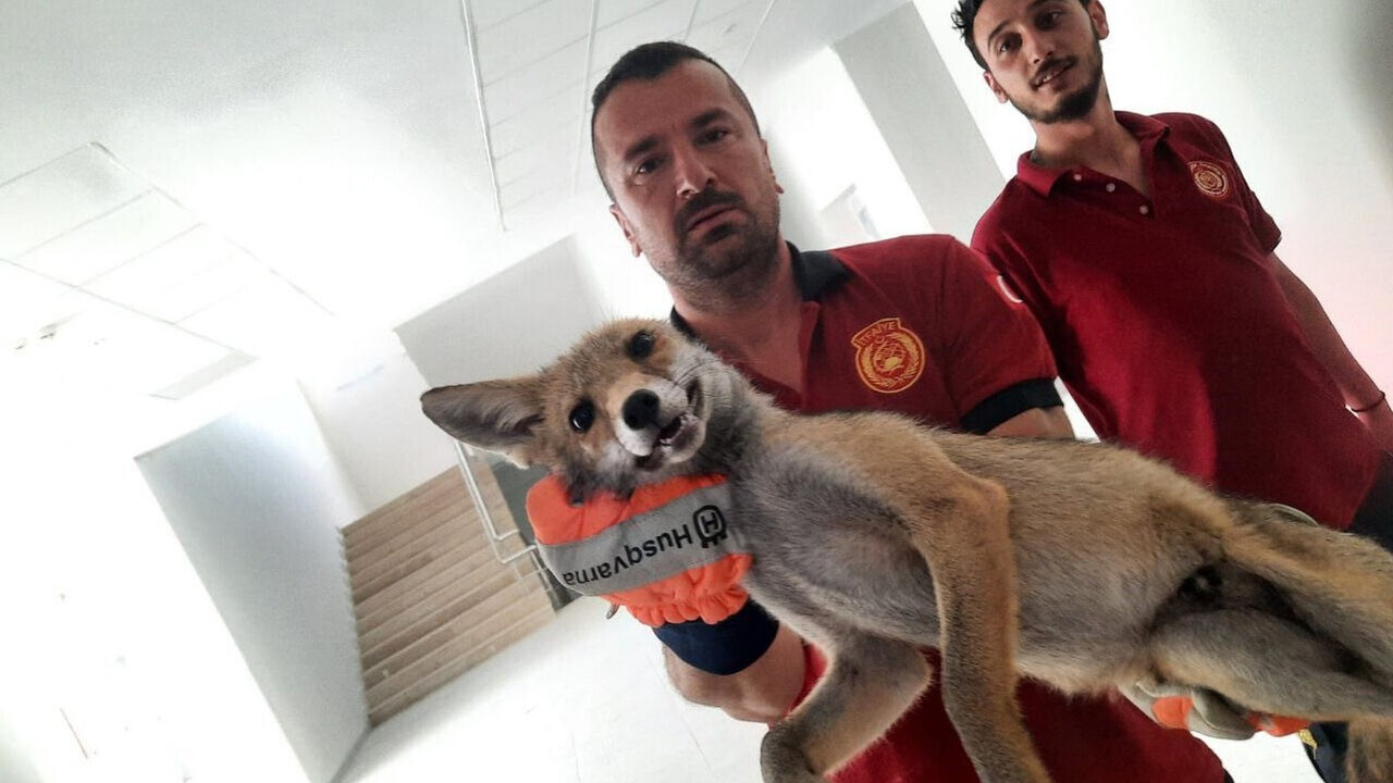 Yolunu kaybedip okula giren tilkiyi itfaiye ekipleri kurtardı