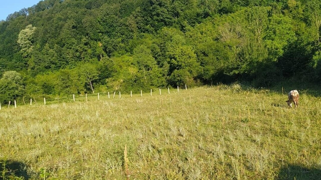 Zonguldak'ta esrarengiz olay! Yaşlı adam ağaca asılı halde ölü bulundu