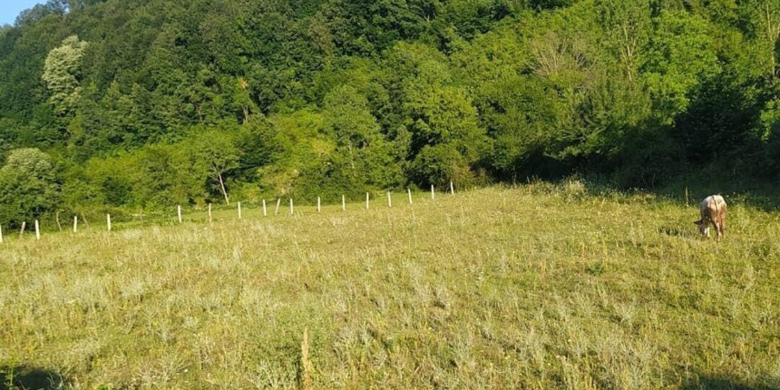 Zonguldak'ta esrarengiz olay! Yaşlı adam ağaca asılı halde ölü bulundu