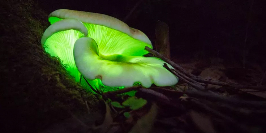 Çarpıcı araştırma: Mantarlar birbirleriyle konuşabiliyor