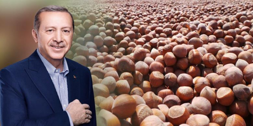 Cumhurbaşkanı Erdoğan Ordu'ya gidiyor: Fındık taban fiyatını açıklayacak! "Enflasyona ezdirmeyeceğiz"