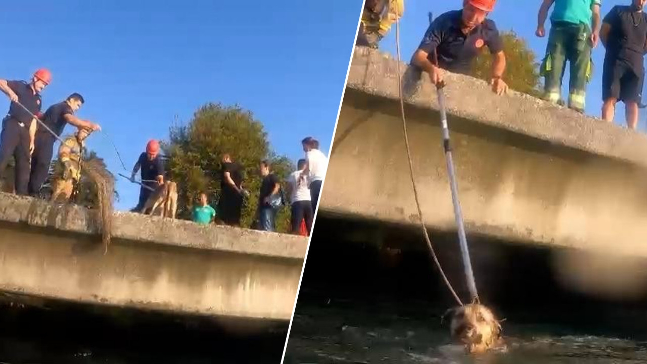 Vali Yerlikaya paylaştı: Denize düşen köpeğin yardımına Sahil Güvenlik ekipleri koştu!