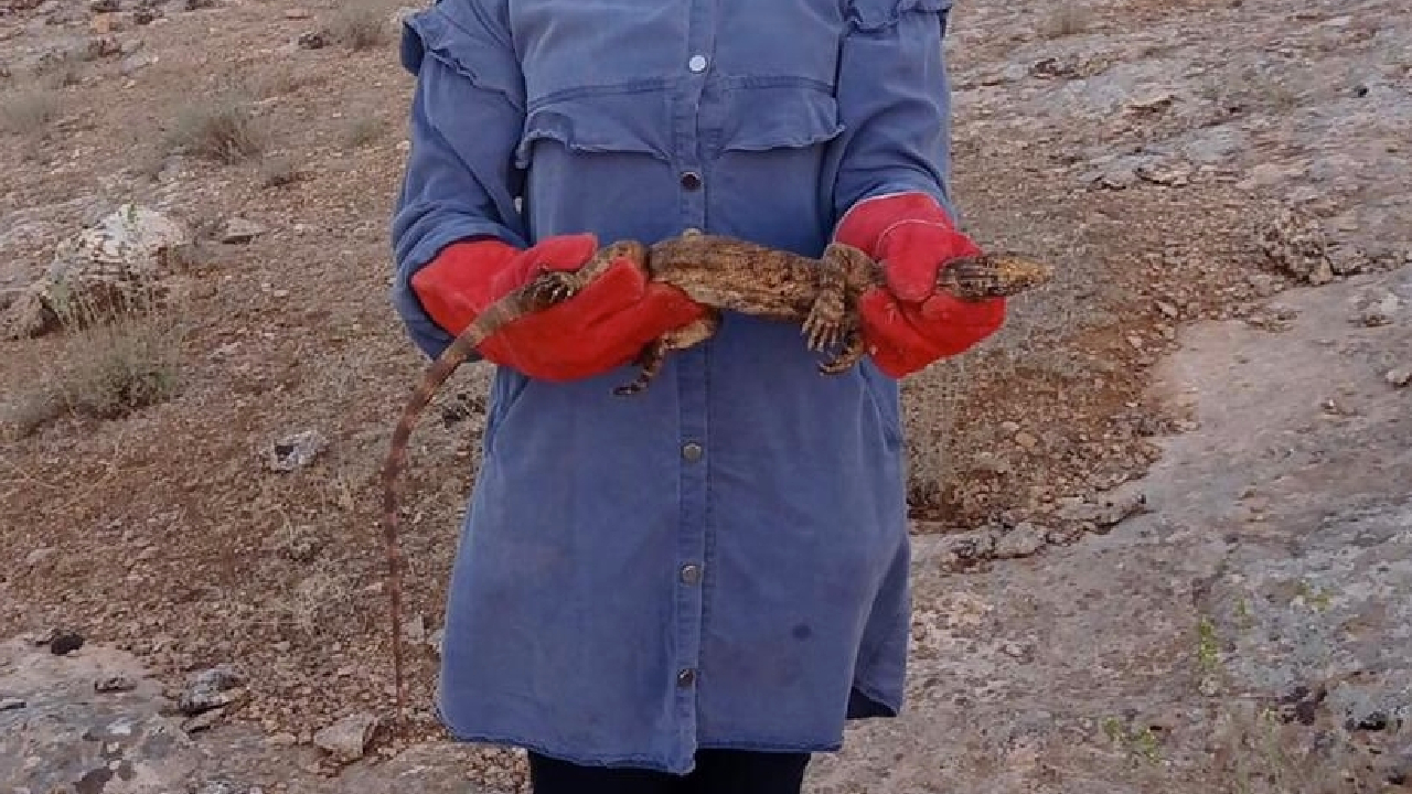 Şanlıurfa'da sarnıca düşen çöl varanı böyle kurtarıldı