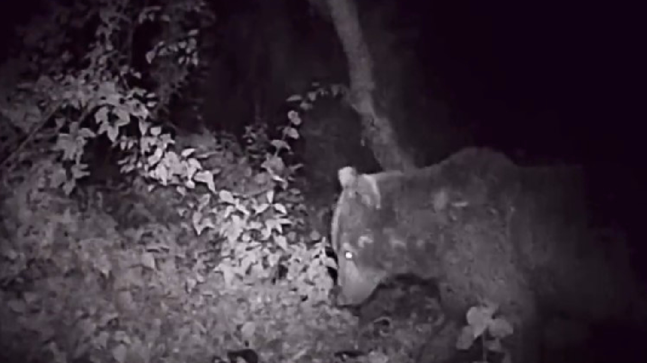 Gece vakti ayının yemek keyfi fotokapanda