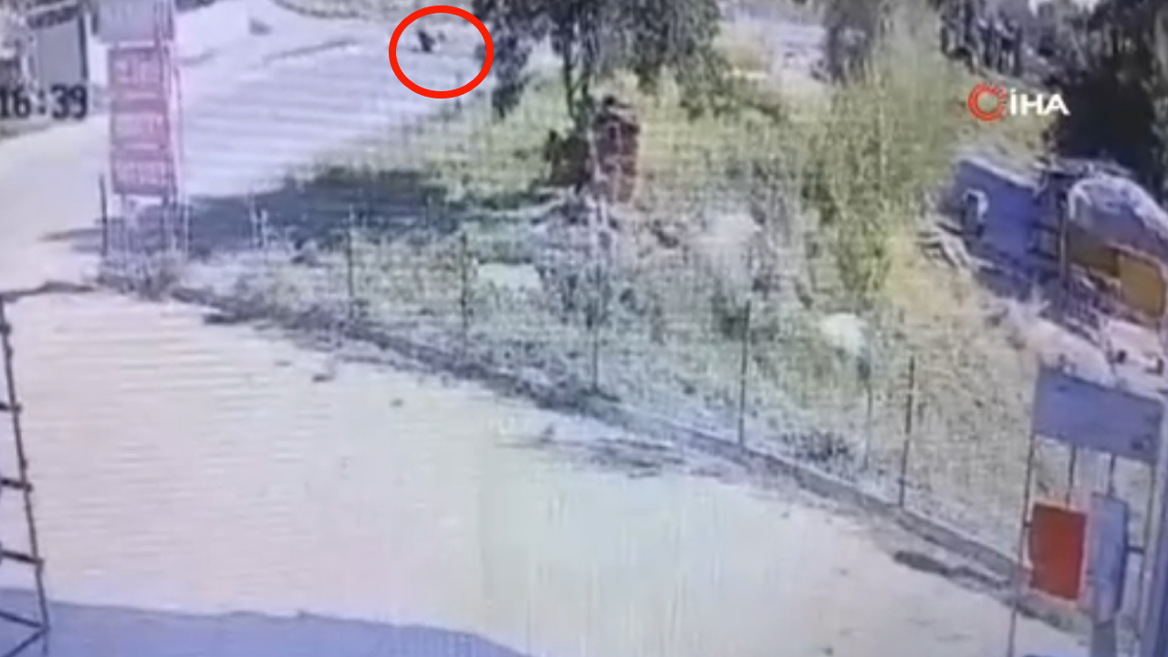 Ankara'da başıboş köpekler bir vatandaşa saldırdı
