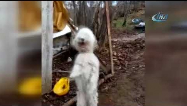Kemençe sesini duyunca yerinde duramıyor!
