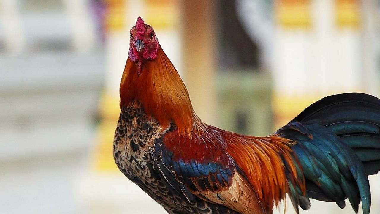 Almanya’da günde yaklaşık 200 kere öten horoz mahkemeye verildi