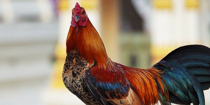 Almanya’da günde yaklaşık 200 kere öten horoz mahkemeye verildi