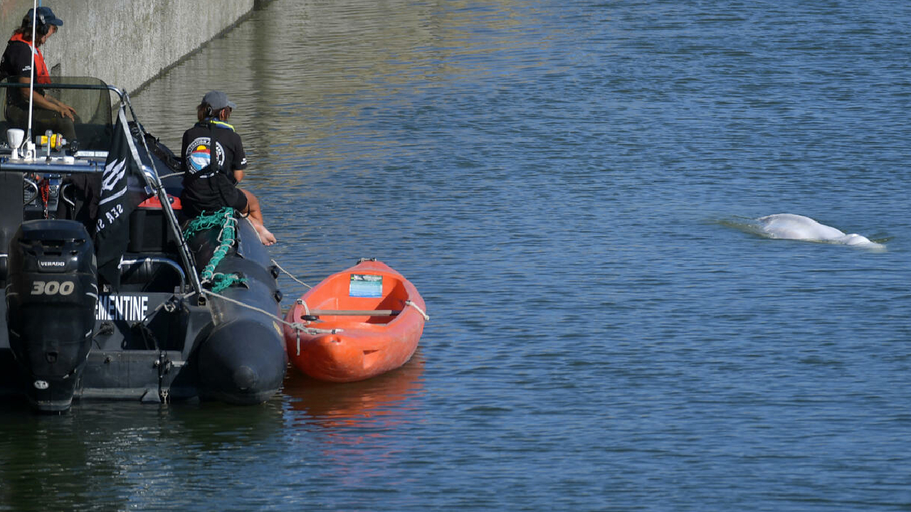 Seine Nehri’nde mahsur kalan beyaz balinanın Manş Denizi'ne nakli başladı