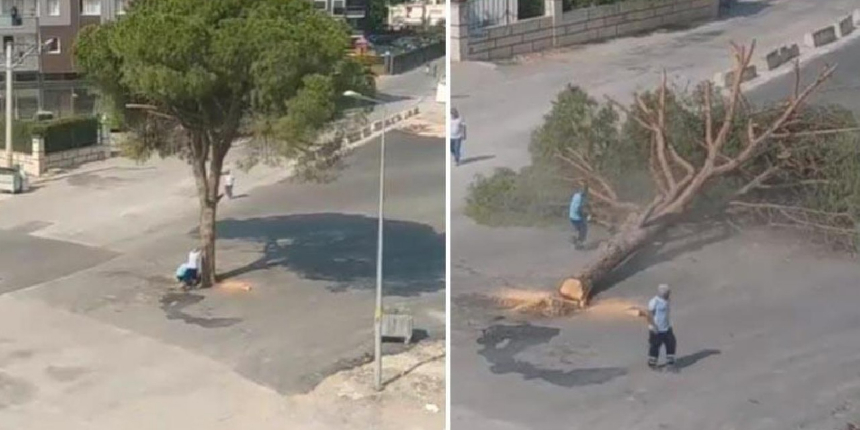 Bakan Kurum'dan İzmir Büyükşehir Belediyesinin ağaç kesimine tepki!