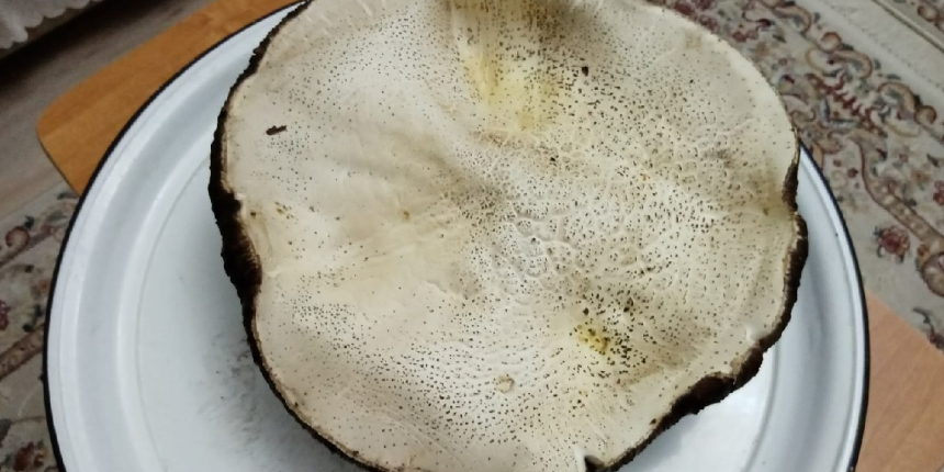 Görenler şaştı kaldı: Tam 3 kg ağırlığında mantar!