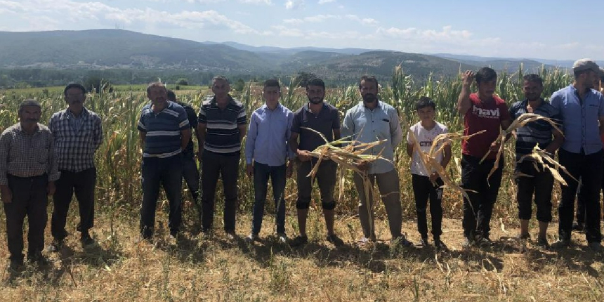 Susuz kalan yüzlerce dönüm alandaki mahsuller kurudu