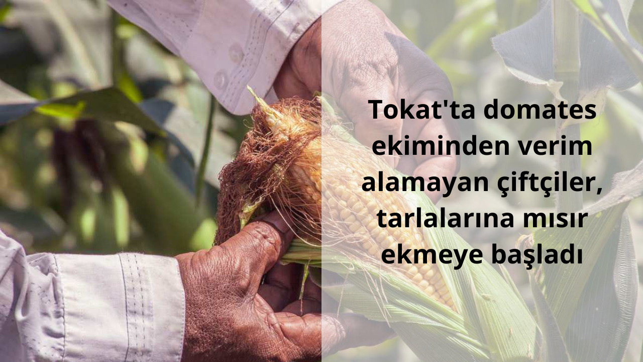 Tokat’ta domates ekiminden verim alamayan çiftçiler, tarlalarına mısır ekmeye başladı