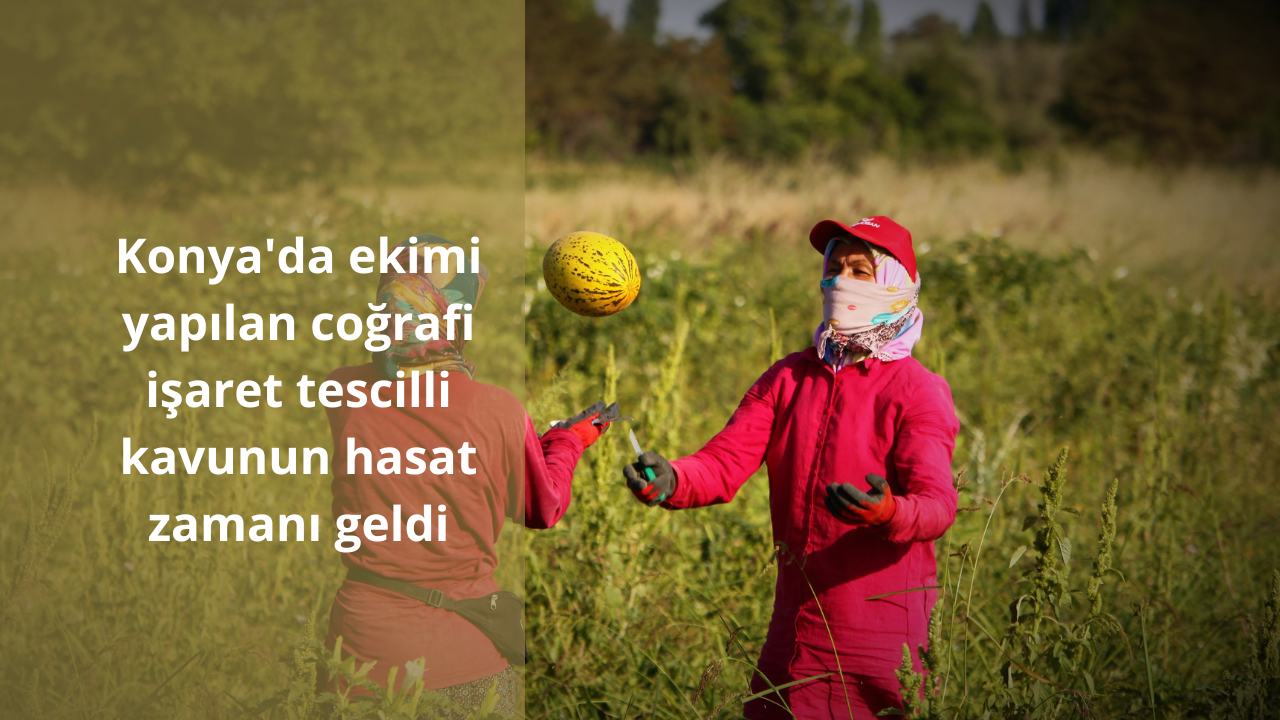 Konya'da ekimi yapılan coğrafi işaret tescilli kavunun hasat zamanı geldi