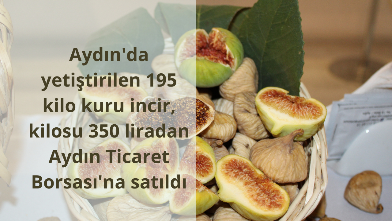Aydın’da yetiştirilen 195 kilo kuru incir, kilosu 350 liradan Aydın Ticaret Borsası’na satıldı