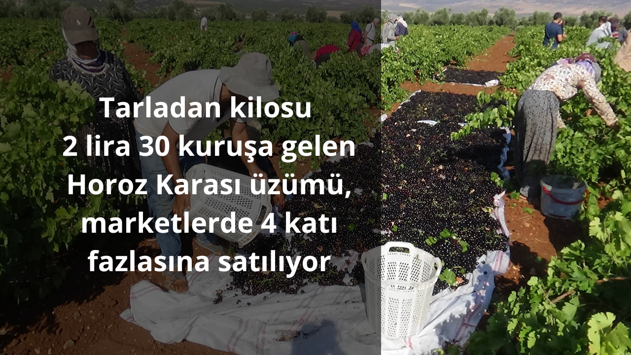 Tarladan kilosu 2 lira 30 kuruşa gelen Horoz Karası üzümü, marketlerde 4 katı fazlasına satılıyor