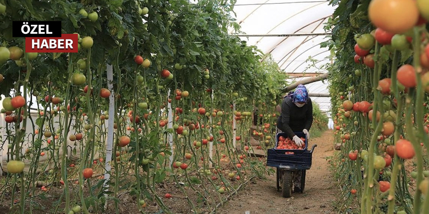 Sebze ve meyvede ilaç kalıntısını yeminli tarım müşavirleri engelleyecek