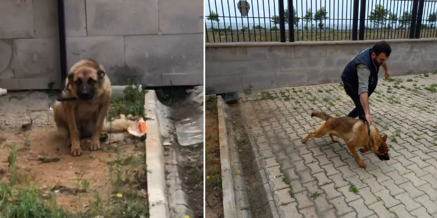 Trabzon'da ilginç olay: Bekçiyi ısıran köpek gözaltına alındı!