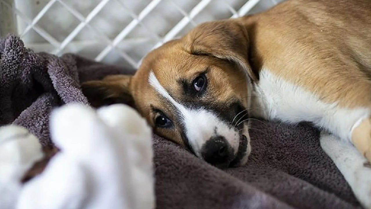 Sahibinden köpeğe maymun çiçeği virüsü bulaştı!