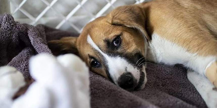 Sahibinden köpeğe maymun çiçeği virüsü bulaştı!