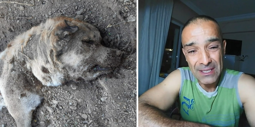 Çocuğu gibi baktığı köpeğinin cesedini parçalanmış halde buldu!