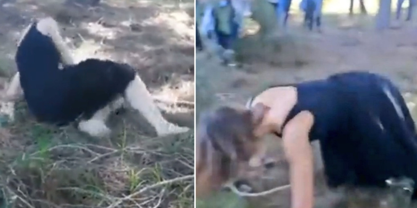 Su sorununa 'danslı' çözüm! CHP'li İzmir Belediyesi'nden ilginç gösteri: Ormanda su arayan kadın!