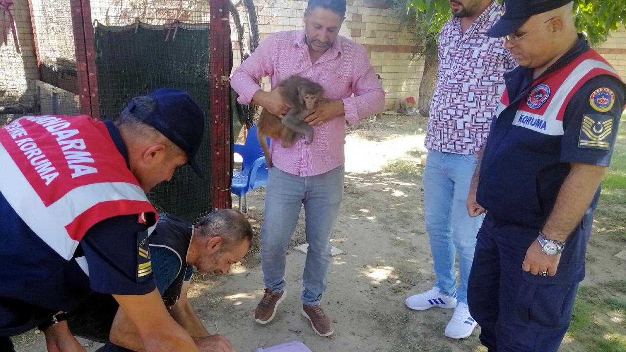 Kafeste tutulan maymun, çocuğun elini ısırınca hayvanat bahçesine gönderildi