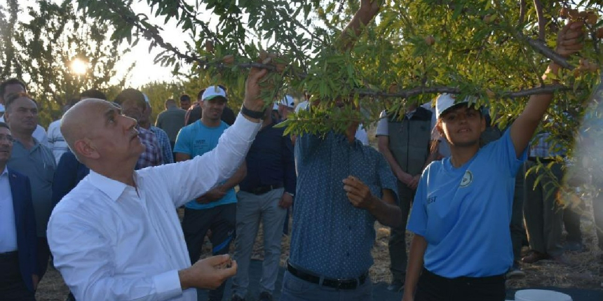 Bakan Kirişci, ağaçtan badem topladı
