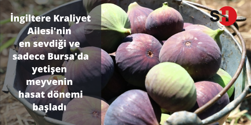 İngiltere Kraliyet Ailesi’nin en sevdiği ve sadece Bursa’da yetişen meyvenin hasat dönemi başladı!