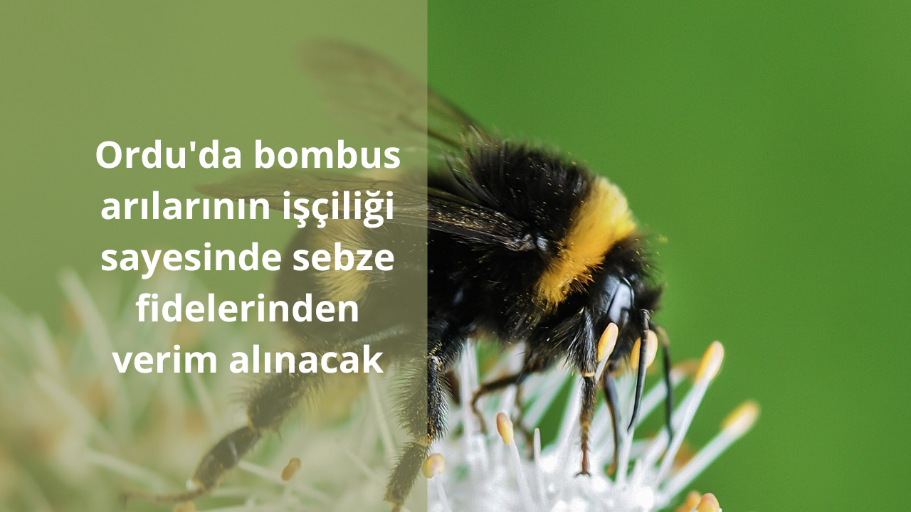 Ordu’da bombus arılarının işçiliği sayesinde sebze fidelerinden verim alınacak
