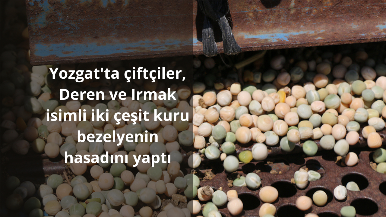Yozgat’ta çiftçiler, Deren ve Irmak isimli iki çeşit kuru bezelyenin hasadını yaptı