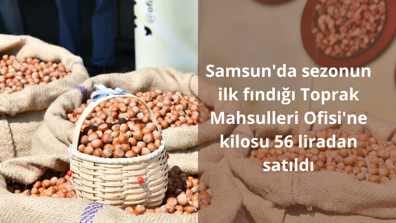 Samsun’da sezonun ilk fındığı Toprak Mahsulleri Ofisi'ne kilosu 56 liradan satıldı