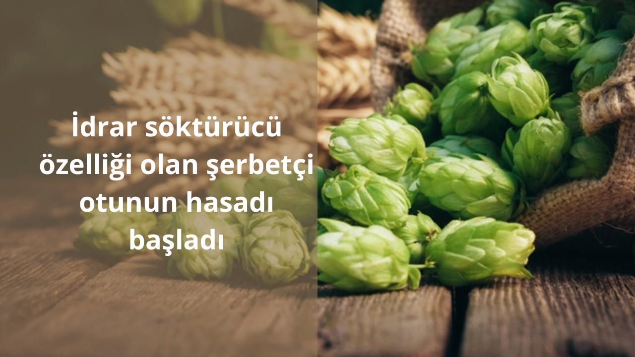 İdrar söktürücü özelliği olan şerbetçi otunun hasadı başladı