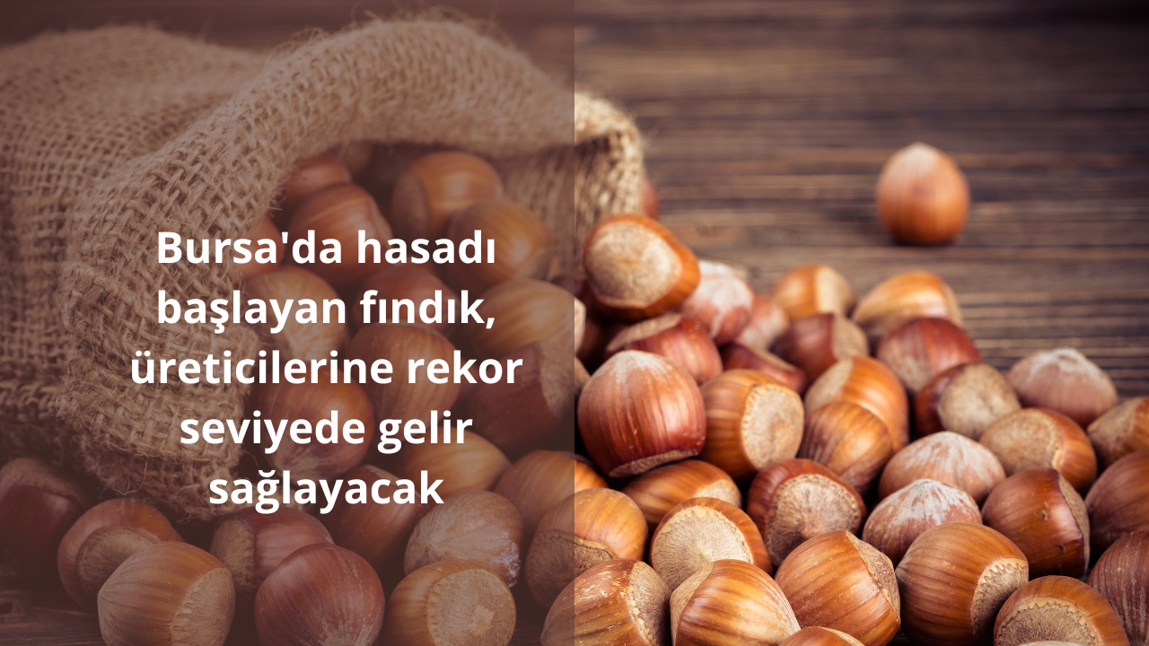 Bursa’da hasadı başlayan fındık, üreticilerine rekor seviyede gelir sağlayacak