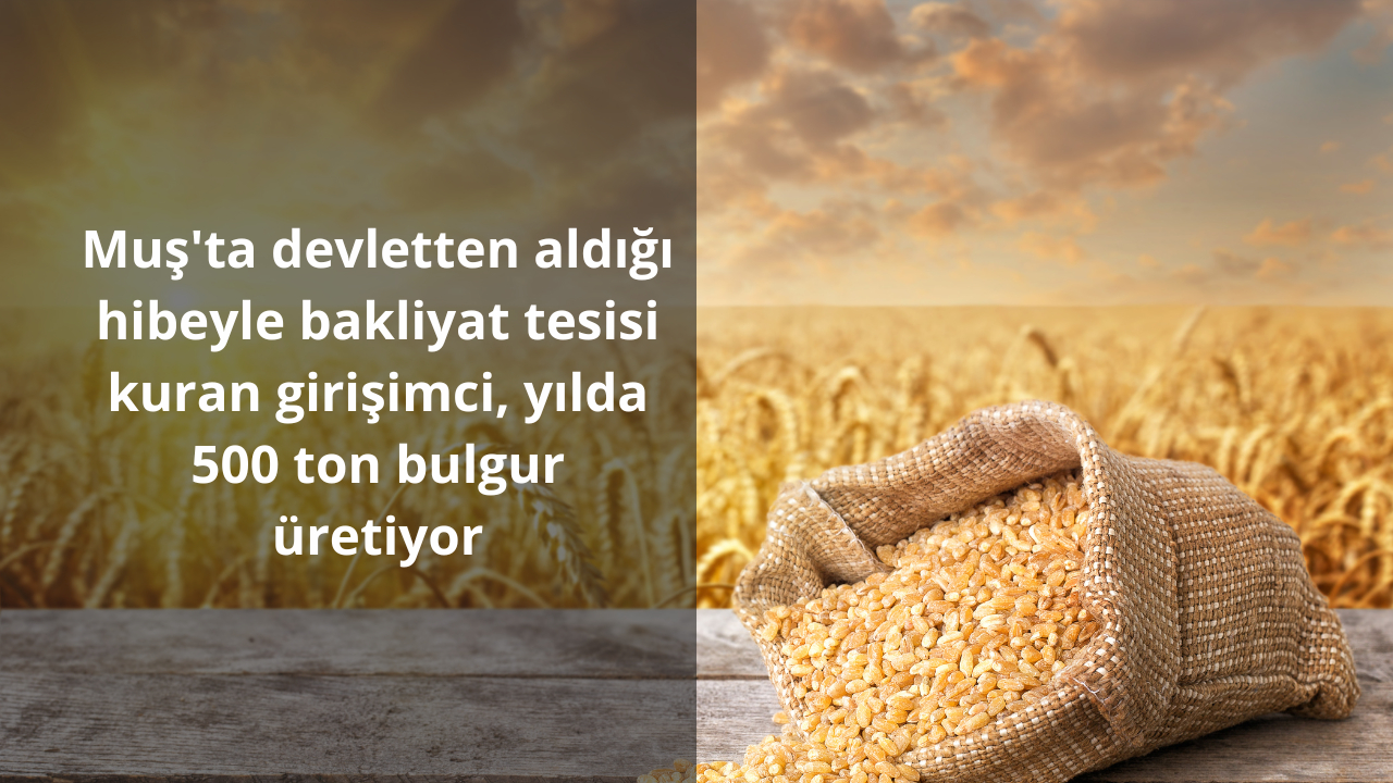 Muş’ta devletten aldığı hibeyle bakliyat tesisi kuran girişimci, yılda 500 ton bulgur üretimi yapıyor