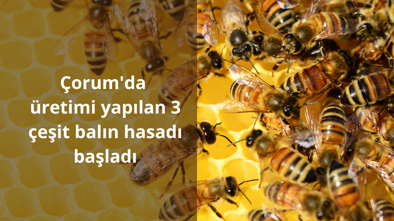 Çorum’da üretimi yapılan 3 çeşit balın hasadı başladı
