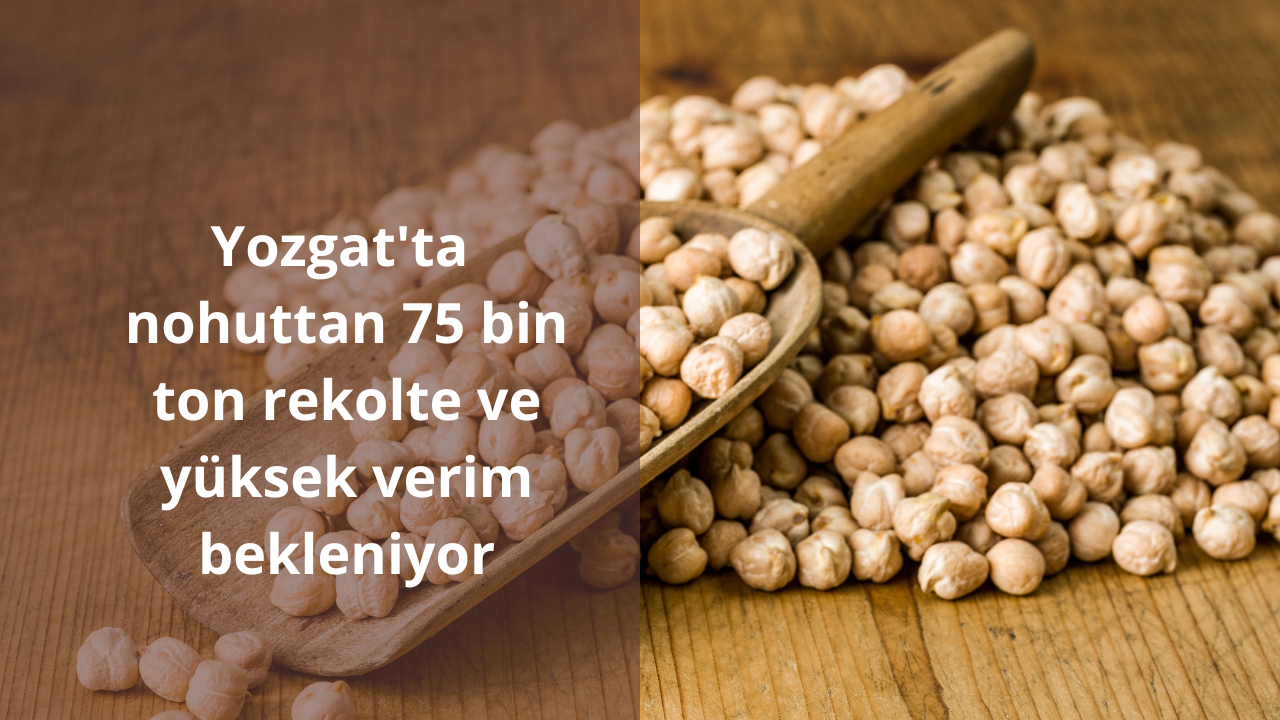 Yozgat’ta nohuttan 75 bin ton rekolte ve yüksek verim bekleniyor