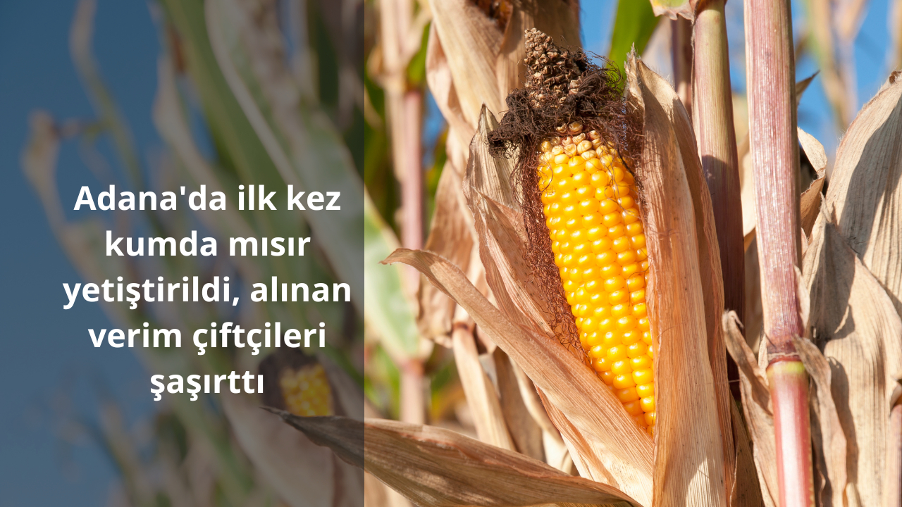 Adana’da ilk kez kumda mısır yetiştirildi, alınan verim çiftçileri şaşırttı