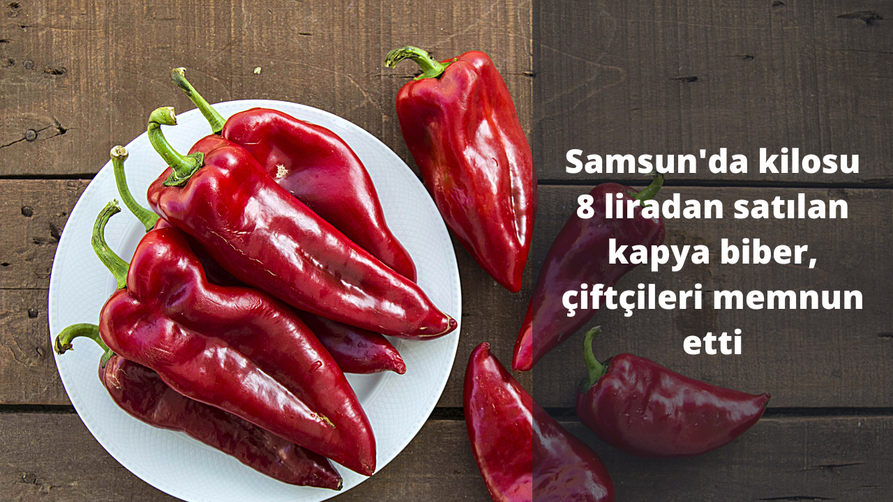 Samsun’da kilosu 8 liradan satılan kapya biber, çiftçileri memnun etti