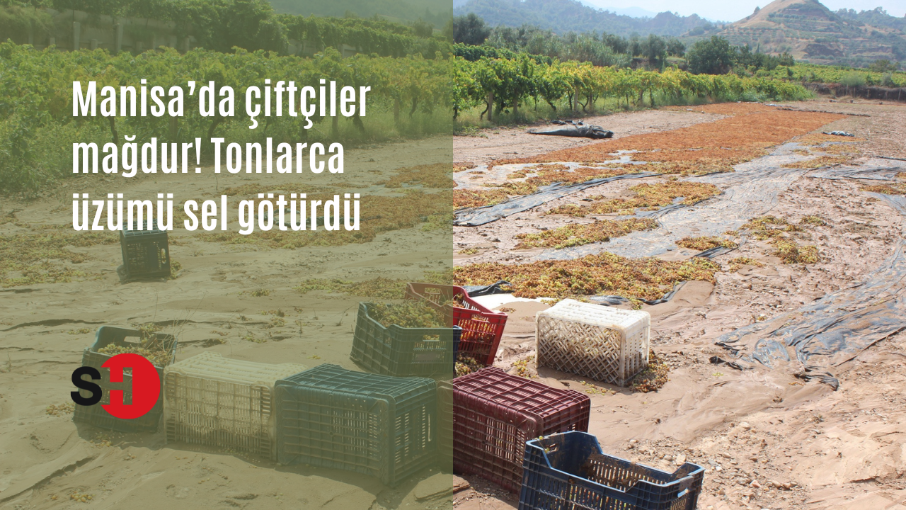 Manisa’da çiftçiler mağdur! Tonlarca üzümü sel götürdü